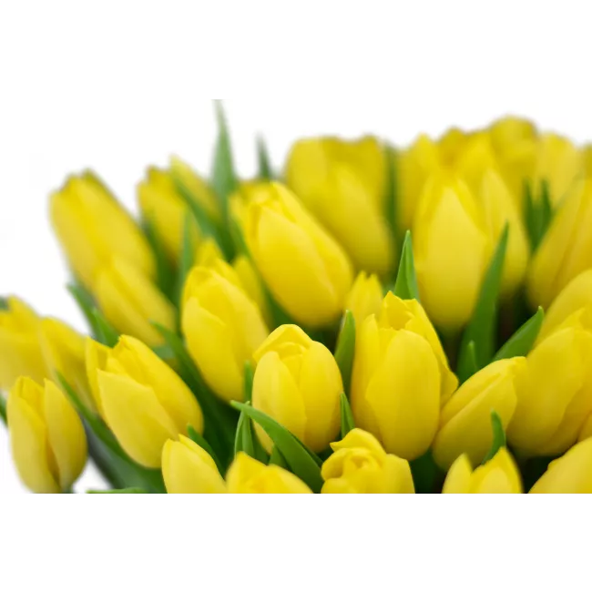 Bouquet of tulips